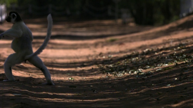 Verreaux’s sifaka狐猴(Propithecus verreauxi)在多刺森林中跃过地面，Berenty，马达加斯加视频素材