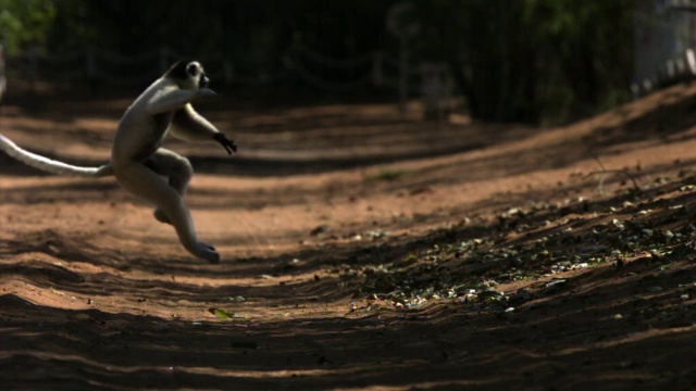 Verreaux’s sifaka狐猴(Propithecus verreauxi)在多刺森林中跃过地面，Berenty，马达加斯加视频素材