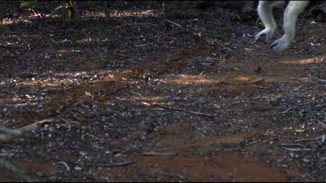 Verreaux’s sifaka狐猴(Propithecus verreauxi)在多刺森林中跃过地面，Berenty，马达加斯加视频素材