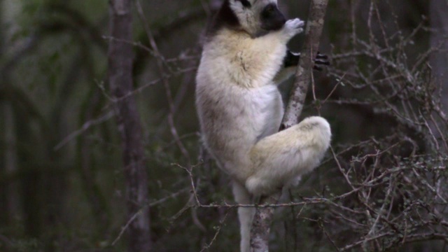 Verreaux的sifaka狐猴(Propithecus verreauxi)跳跃在多刺的森林，Berenty，马达加斯加视频素材