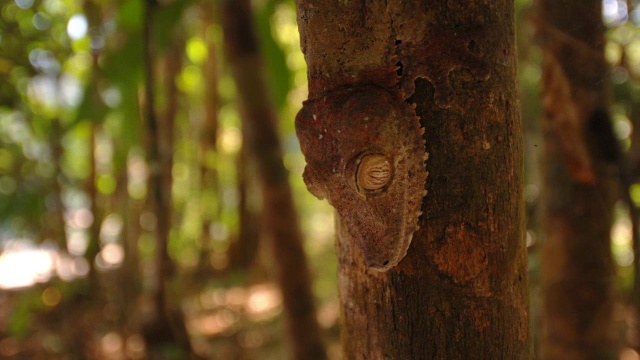 马达加斯加森林中的叶尾壁虎(Uroplatus)依附在树干上视频素材