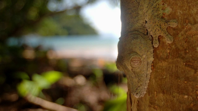 马达加斯加森林中的叶尾壁虎(Uroplatus)依附在树干上视频素材