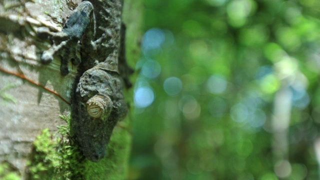 马达加斯加森林中的叶尾壁虎(Uroplatus)依附在树干上视频素材