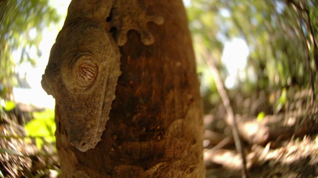 马达加斯加森林中的叶尾壁虎(Uroplatus)依附在树干上视频素材