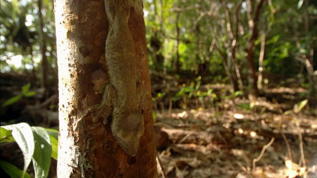 马达加斯加森林中的叶尾壁虎(Uroplatus)依附在树干上视频素材