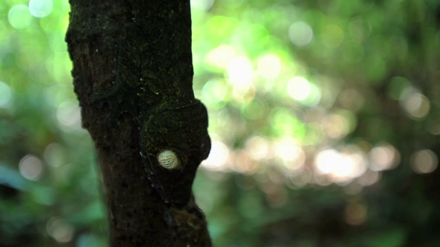 马达加斯加森林中的叶尾壁虎(Uroplatus)依附在树干上视频素材