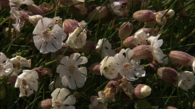 英国悬崖顶上的一种粉红色的海剪秋草(Silene uniflora)花视频素材