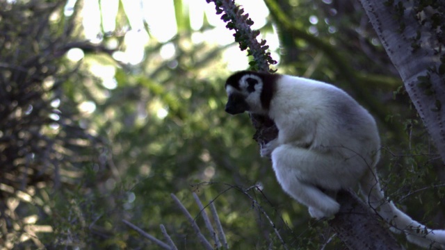 Verreaux的sifaka狐猴(Propithecus verreauxi)跳跃在多刺的森林，Berenty，马达加斯加视频素材