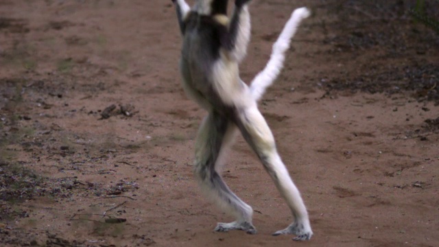 Verreaux’s sifaka狐猴(Propithecus verreauxi)在多刺森林中跃过地面，Berenty，马达加斯加视频素材