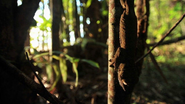 太阳落山时，马达加斯加森林中的叶尾壁虎(Uroplatus)依附在树干上视频素材