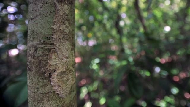 马达加斯加森林中的叶尾壁虎(Uroplatus)依附在树干上视频素材