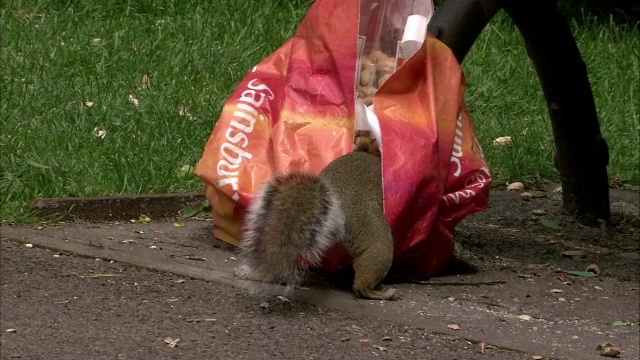 英国布里斯托尔公园里，灰松鼠(Sciurus carolinensis)从袋子里偷花生视频素材