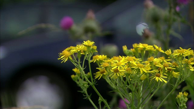 豚草(Jacobaea vulgaris)生长在英国高速公路边缘视频素材