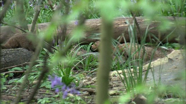 城市红狐(Vulpes Vulpes)幼崽在花园玩耍，格拉斯哥，苏格兰视频素材