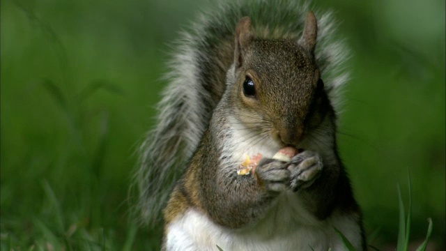 英国布里斯托尔的公园里，灰松鼠(Sciurus carolinensis)正在吃花生视频素材