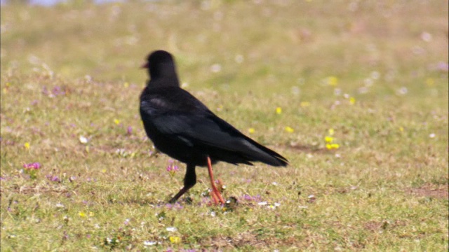 乔夫(Pyrrhocorax Pyrrhocorax)在悬崖顶上觅食，英国视频素材