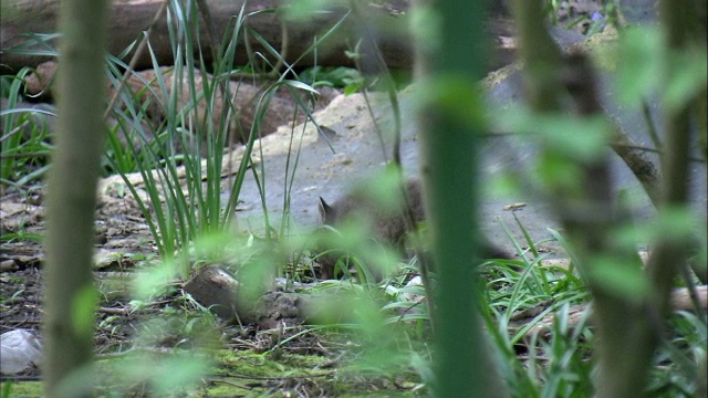 城市红狐(Vulpes Vulpes)幼崽在花园玩耍，格拉斯哥，苏格兰视频素材