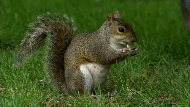 英国布里斯托尔的公园里，灰松鼠(Sciurus carolinensis)正在吃花生视频素材