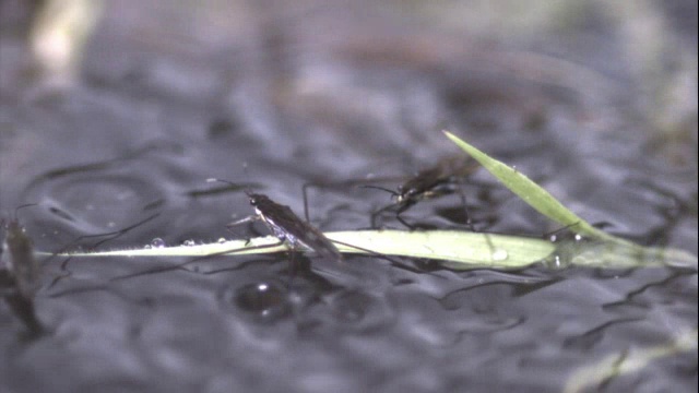 雨点落在池塘溜冰者(Gerridae)上溅起水花，英国视频素材