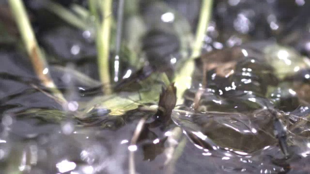 雨点落在池塘溜冰者(Gerridae)上溅起水花，英国视频素材