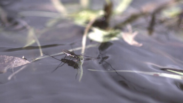 雨点落在池塘溜冰者(Gerridae)上溅起水花，英国视频素材