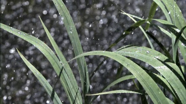 英国池塘边，雨滴落在树叶上视频素材