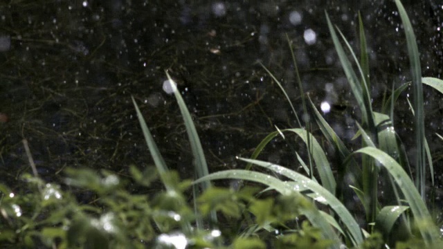 英国池塘边，雨滴落在树叶上视频素材