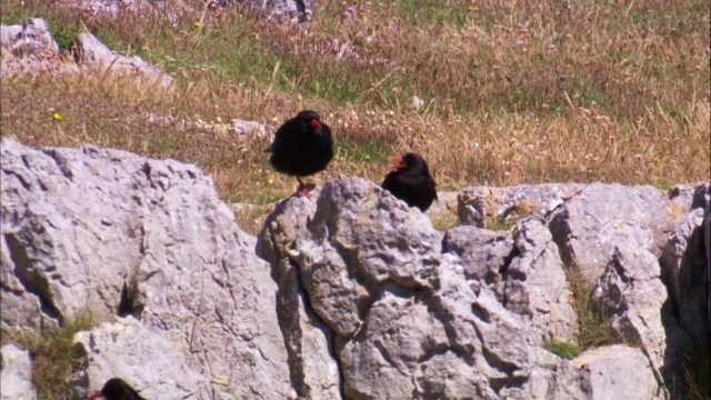 英国，山雀(Pyrrhocorax Pyrrhocorax)在悬崖顶上飞翔和觅食视频素材