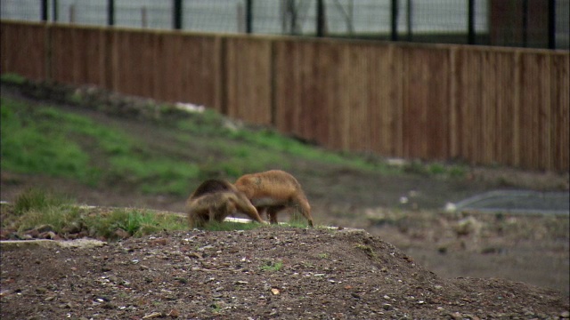 城市红狐(Vulpes Vulpes)在荒原上战斗，格拉斯哥，苏格兰视频素材