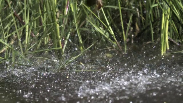 英国，雨中，普通青蛙(林蛙)跃入池塘视频素材