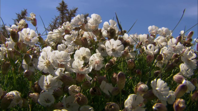 英国悬崖顶上的一种粉红色的海剪秋草(Silene uniflora)花视频素材