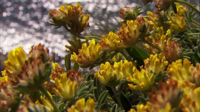 英国悬崖顶上的一种黄花野豌豆(Anthyllis vulneraria)视频素材