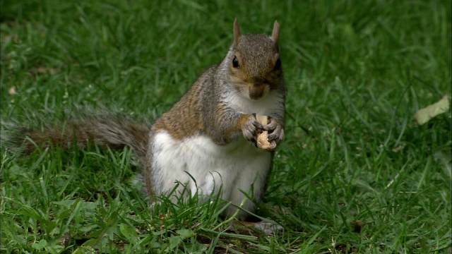 英国布里斯托尔的公园里，灰松鼠(Sciurus carolinensis)正在吃花生视频素材