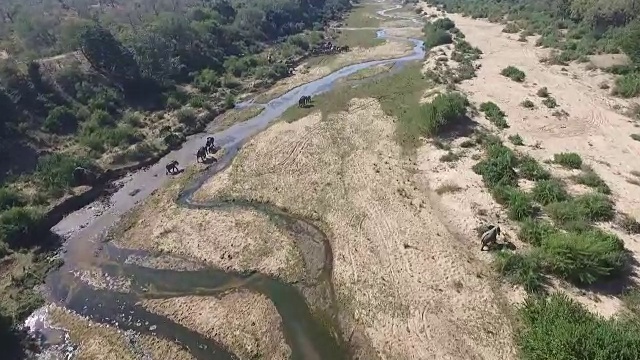 在南非克鲁格国家公园，大象群在一个有水的大河床上进食，狮子在下游视频素材