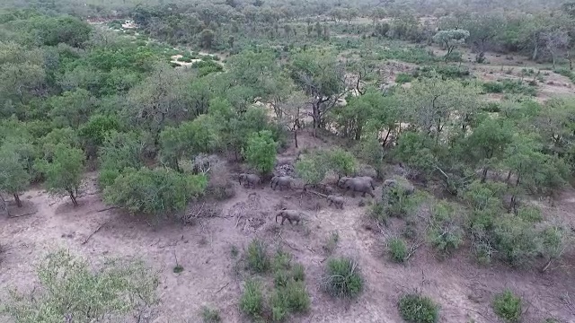 南非克鲁格国家公园，一群大象正穿过干涸河床旁边的干燥林地视频素材