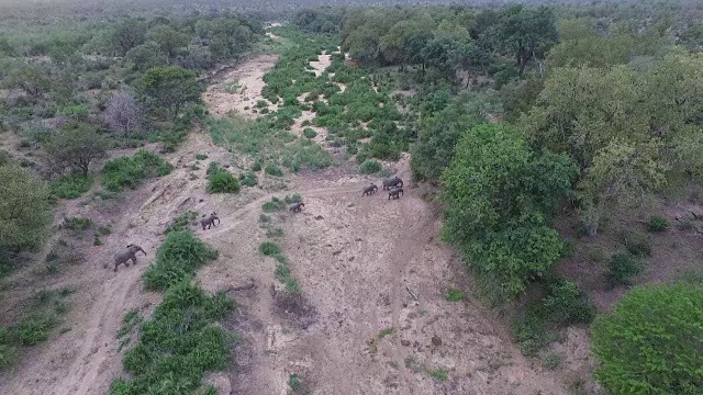 南非克鲁格国家公园，一群大象正穿过干涸河床旁边的干燥林地视频素材