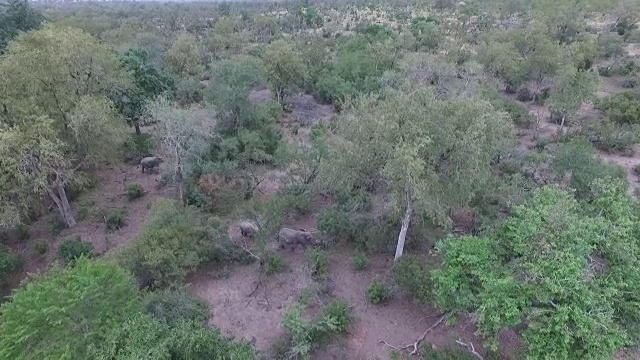 南非克鲁格国家公园，一群大象正穿过干涸河床旁边的干燥林地视频素材