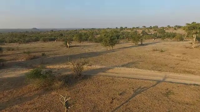 空中的长颈鹿群在开阔的空地，克鲁格国家公园，南非视频素材