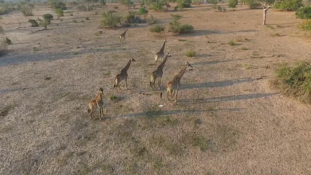 空中的长颈鹿群在开阔的空地，克鲁格国家公园，南非视频素材