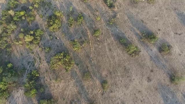 空中的长颈鹿群在开阔的空地，克鲁格国家公园，南非视频素材