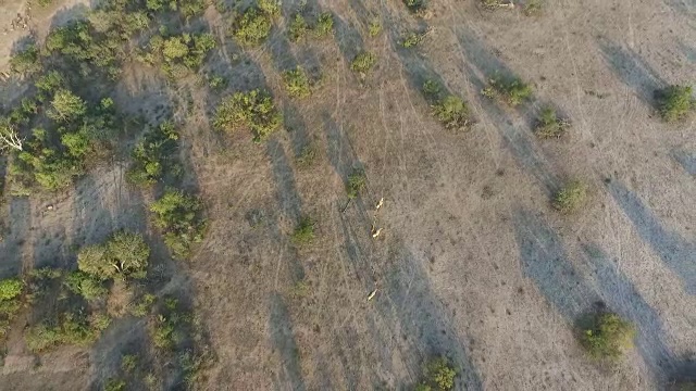 空中的长颈鹿群在开阔的空地，克鲁格国家公园，南非视频素材