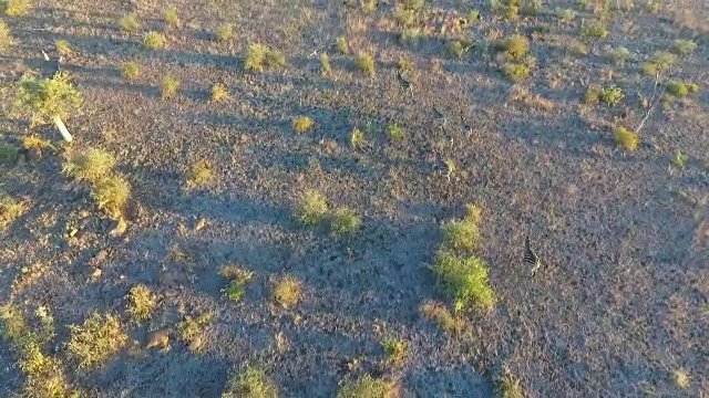 空中的斑马群奔跑在开阔干燥的景观，克鲁格国家公园，南非视频素材