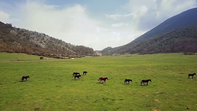 无人机鸟瞰意大利风景:野地里的野马视频素材