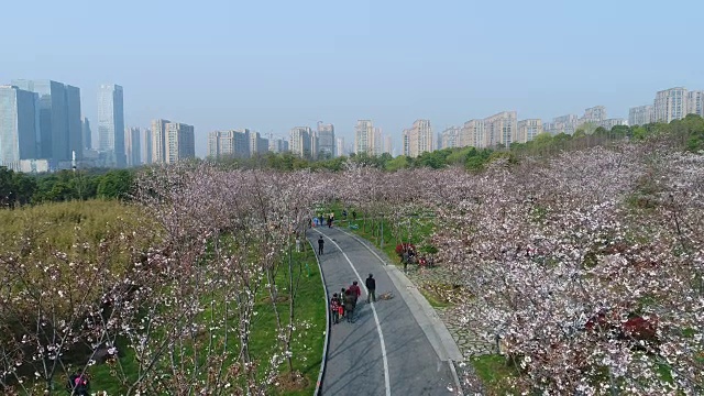 无锡景逵公园里的樱花视频素材