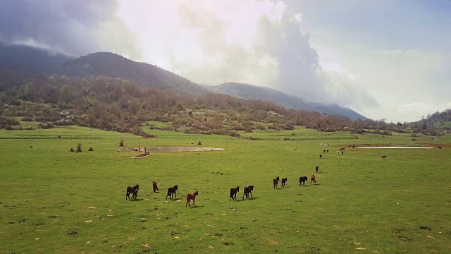 无人机鸟瞰意大利风景:野地里的野马视频素材