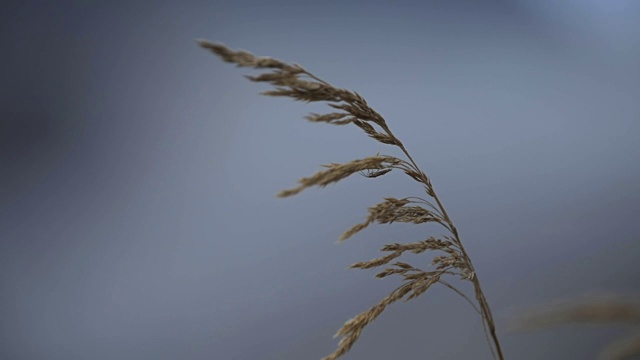 沼泽草在微风中吹，慢镜头视频素材