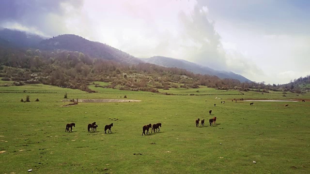 无人机鸟瞰意大利风景:野地里的野马视频素材