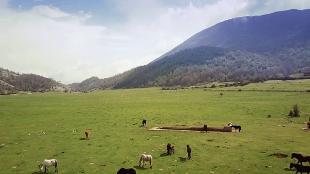 无人机鸟瞰意大利风景:野地里的野马视频素材