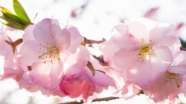 樱花花蕾特写视频素材