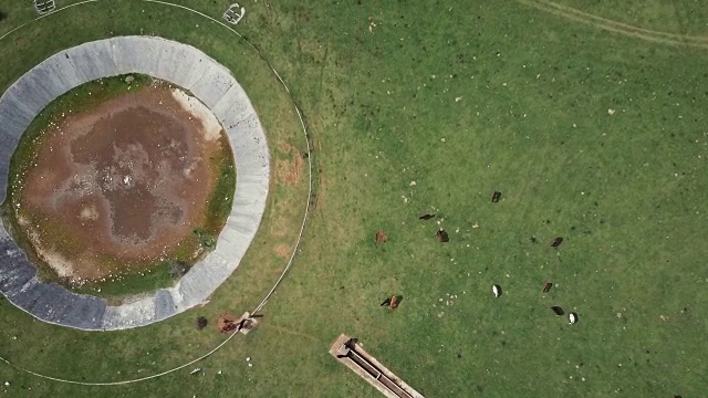 无人机鸟瞰意大利风景:野地里的野马视频素材